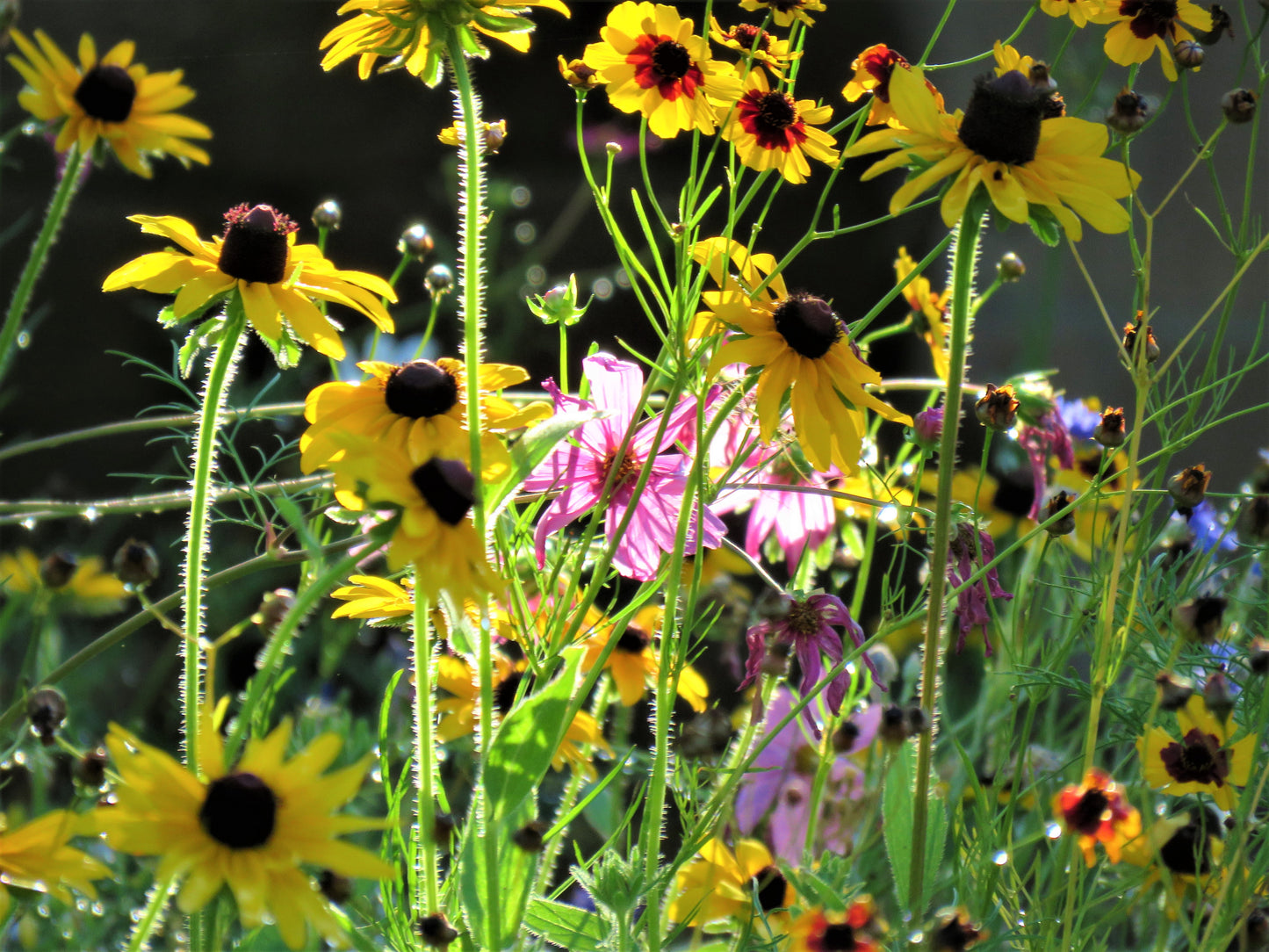 Photo Sun Bathed Yellow Pink Blue Red Wildflower Garden Yucaipa California