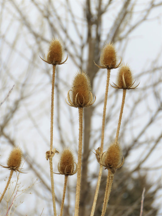 Photo Winter Landscape Plants Awaiting Spring Tree Littleton Colorado