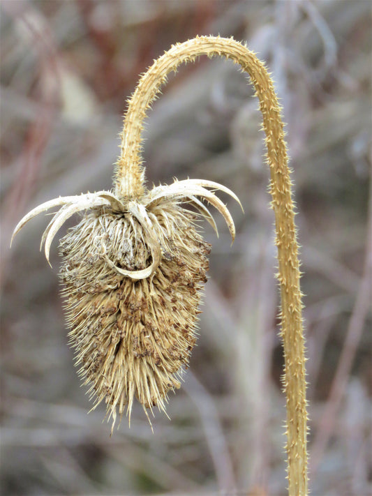 Photo Winter Landscape Closeup Plant Awaiting Spring Littleton Colorado