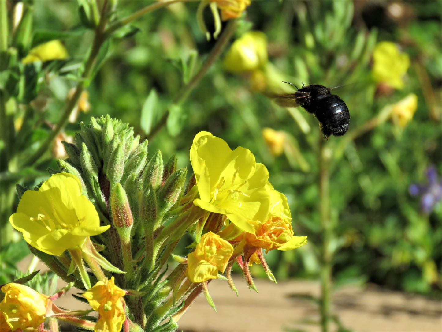 Photo Black Bumble Bee Dwarf Evening Primrose Yucaipa California