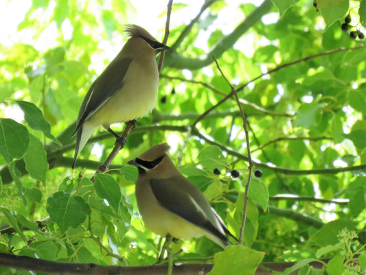 Photo Pair of Cedar Wax Wings in Cherry Valley California