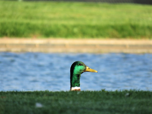 Photo Mallard Duck Head Cherry Valley California