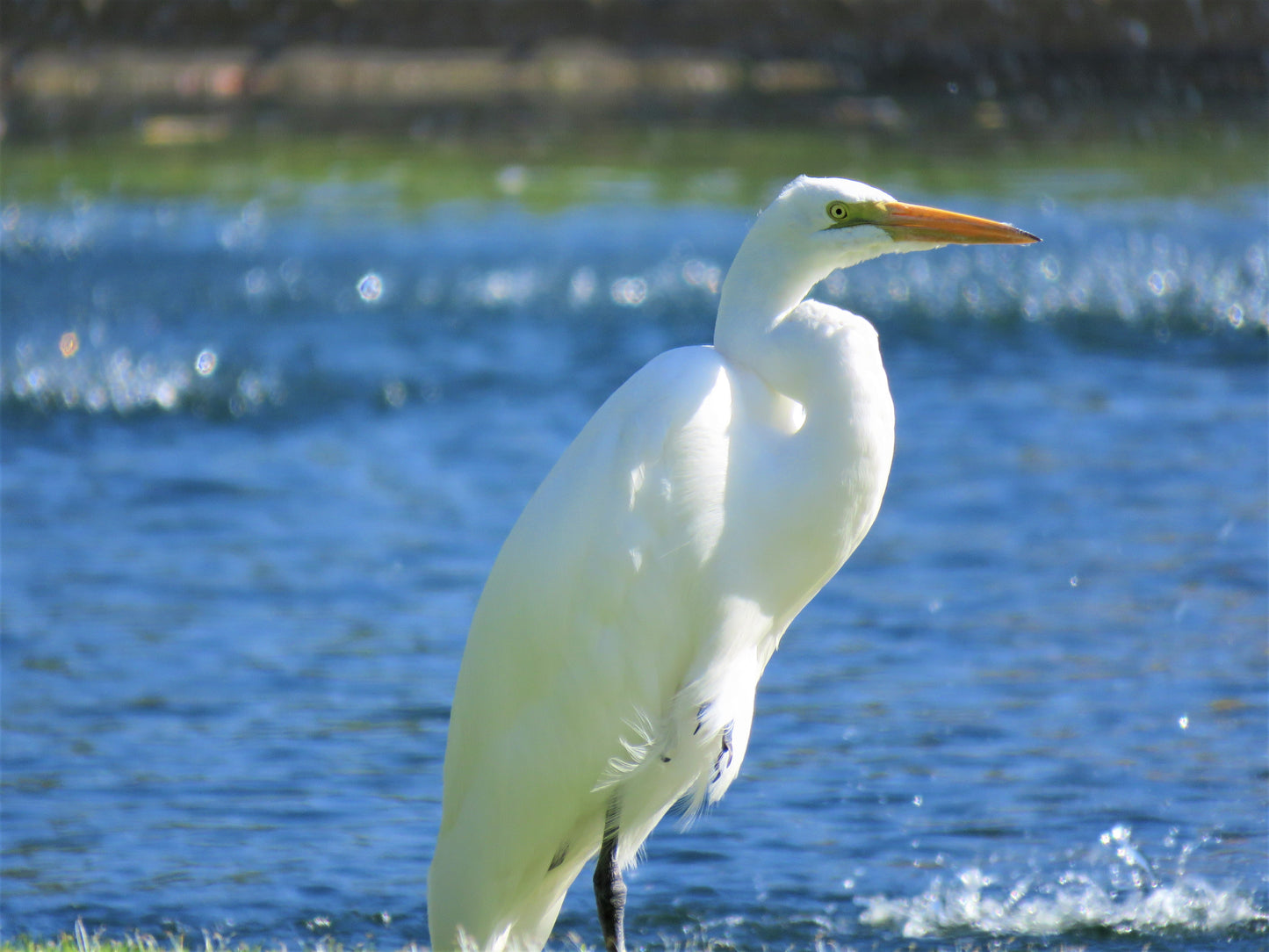 Photo Egret by a Pond Cherry Valley California