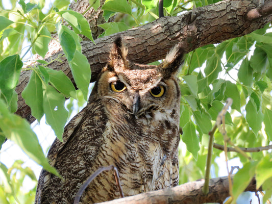 Photo Great Horned Owl Tree Cherry Valley California