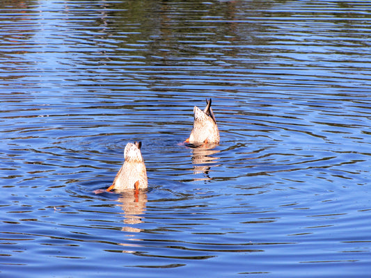 Photo Ducks Bottoms Up Big Bear Lake California