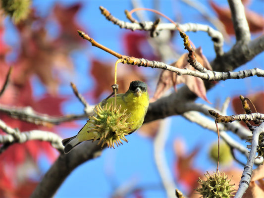 Photo Finch Liquid Amber Maple Autumn Blue Sky Yucaipa California