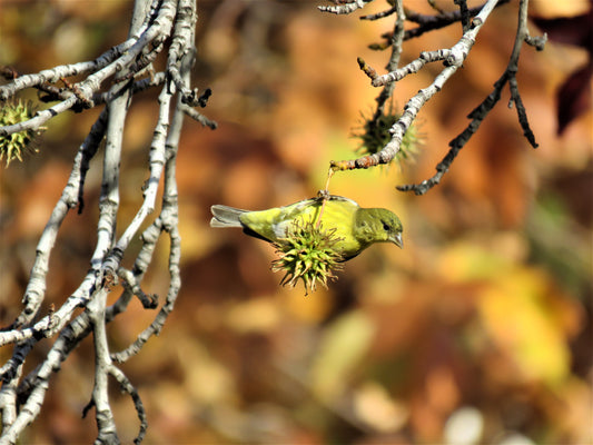 Photo Finch Liquid Amber Maple Autumn Brown Leaves Yucaipa California