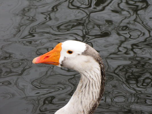 Photo Goose Head Pond Salt Lake City Utah