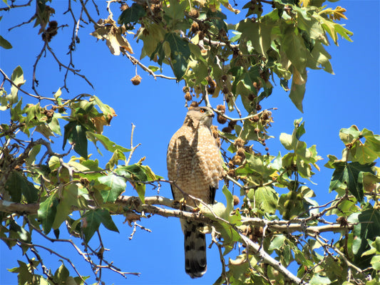 Photo Hawk Tree Green Leaves Blue Sky Yucaipa California