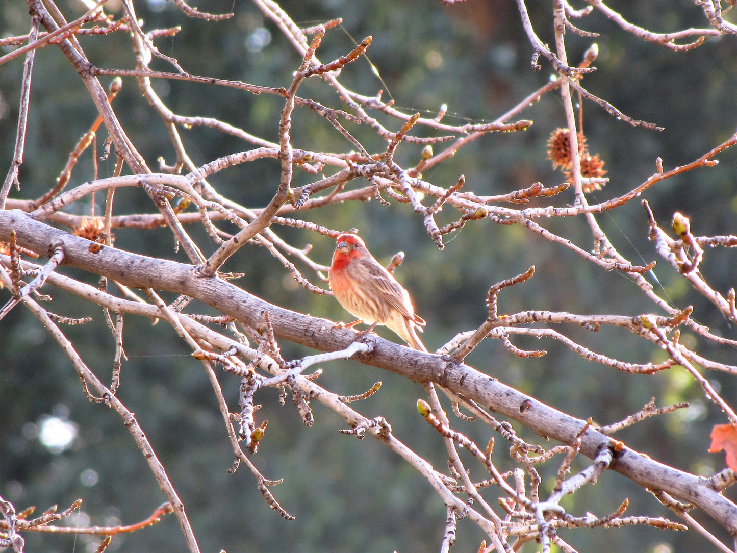 Photo House Finch Liquid Amber Maple Bare Branches Yucaipa California