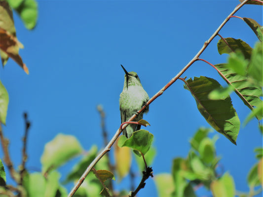 Photo Green Hummingbird Green Leaves Blue Sky Yucaipa California