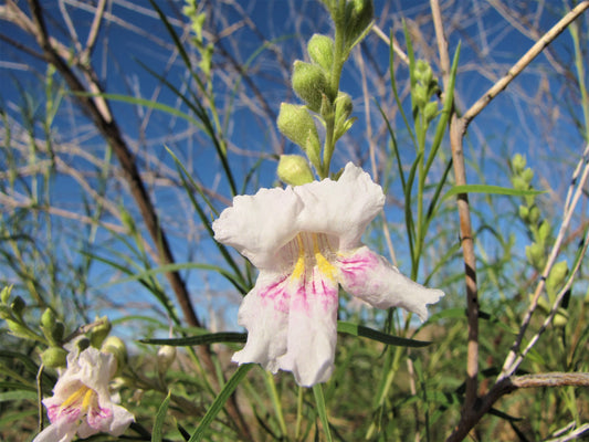 Photo Desert Willow Closeup Blue Sky Morongo Reservation Banning California