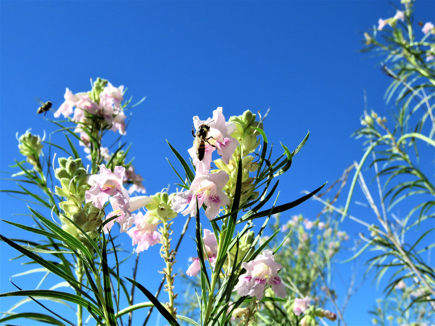 Photo Desert Willows With Bees Blue Sky Morongo Reservation Banning California