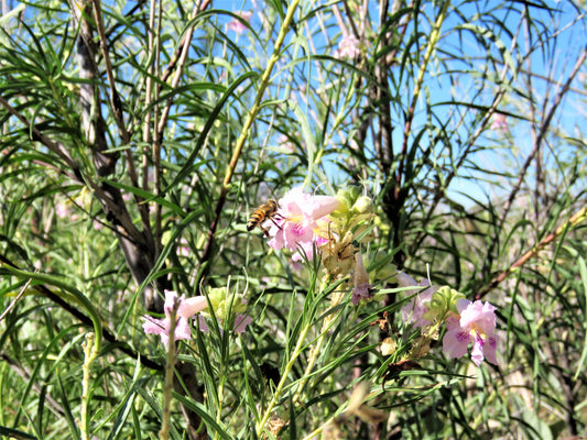 Photo Desert Willows With Bee Green Leaves Blue Sky Morongo Reservation Banning California