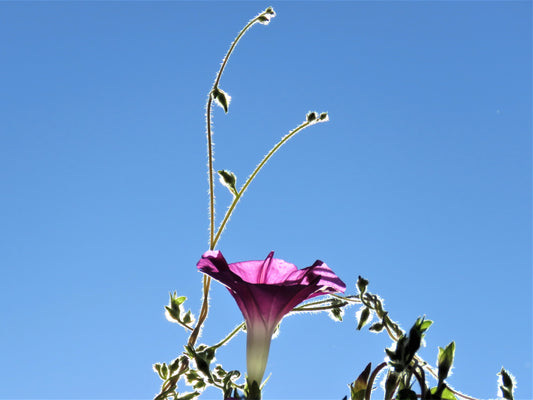 Photo Morning Glory Flower Branches Sunshine Blue Sky Yucaipa California