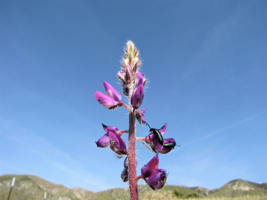 Photo Pink Arizona Lupine With Visitors Blue Sky Morongo Reservation Banning California