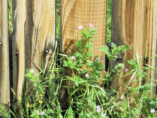 Photo Tiny Pink Wildflowers Wooden Fence Green Leaves Morongo Reservation Banning California