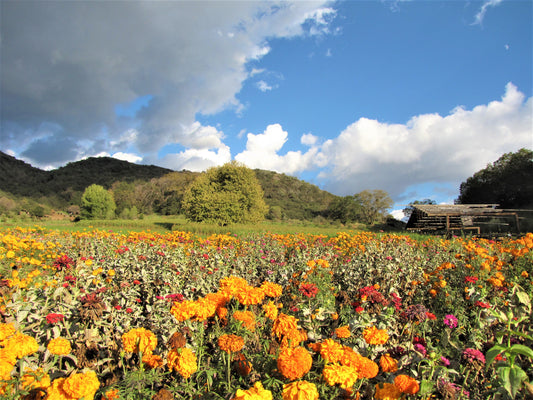 Photo Field of Flowers Blue Sky and Clouds Oak Glen California