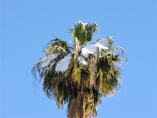 Photo Snow Covered Palm Tree Blue Sky Yucaipa California