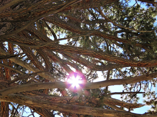 Photo Pine Tree Branches Sun Mount San Jacinto California